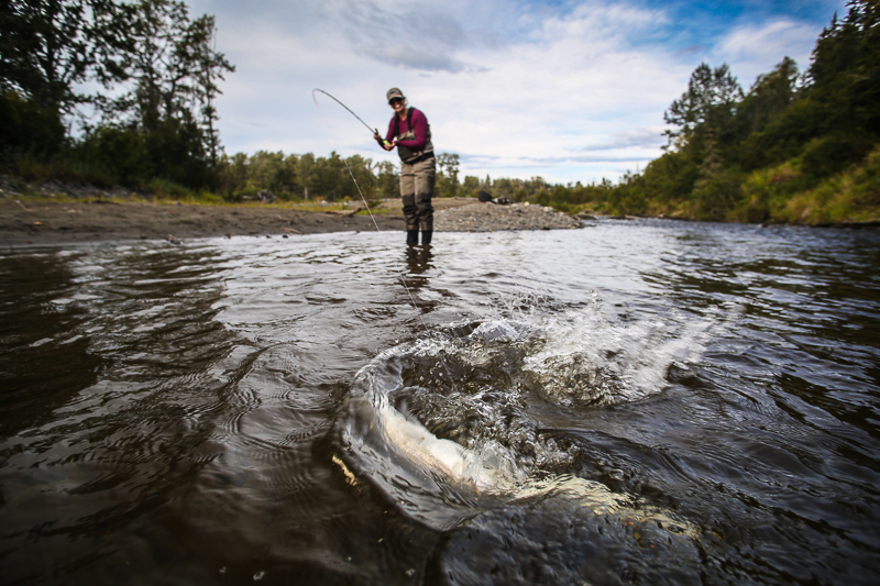 Steelhead Fight