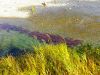 Sockeye salmon in spawning colors