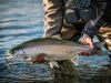 Football shaped Alaskan rainbow trout