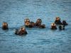 Family of wild Alaska otters