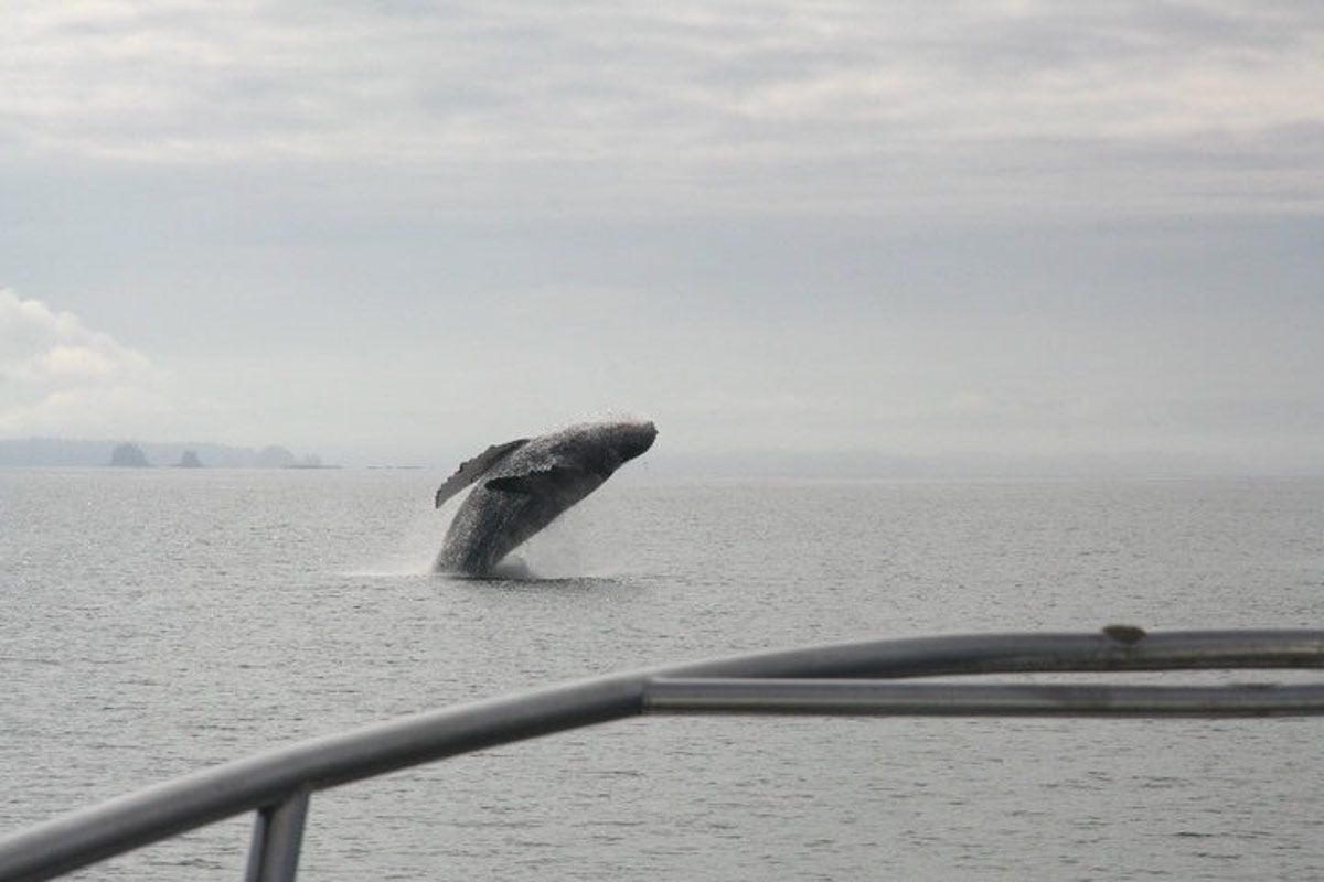 Humpback whale breaching in Alaska