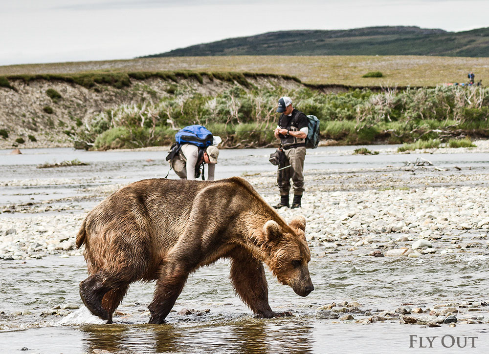 bearsfishing