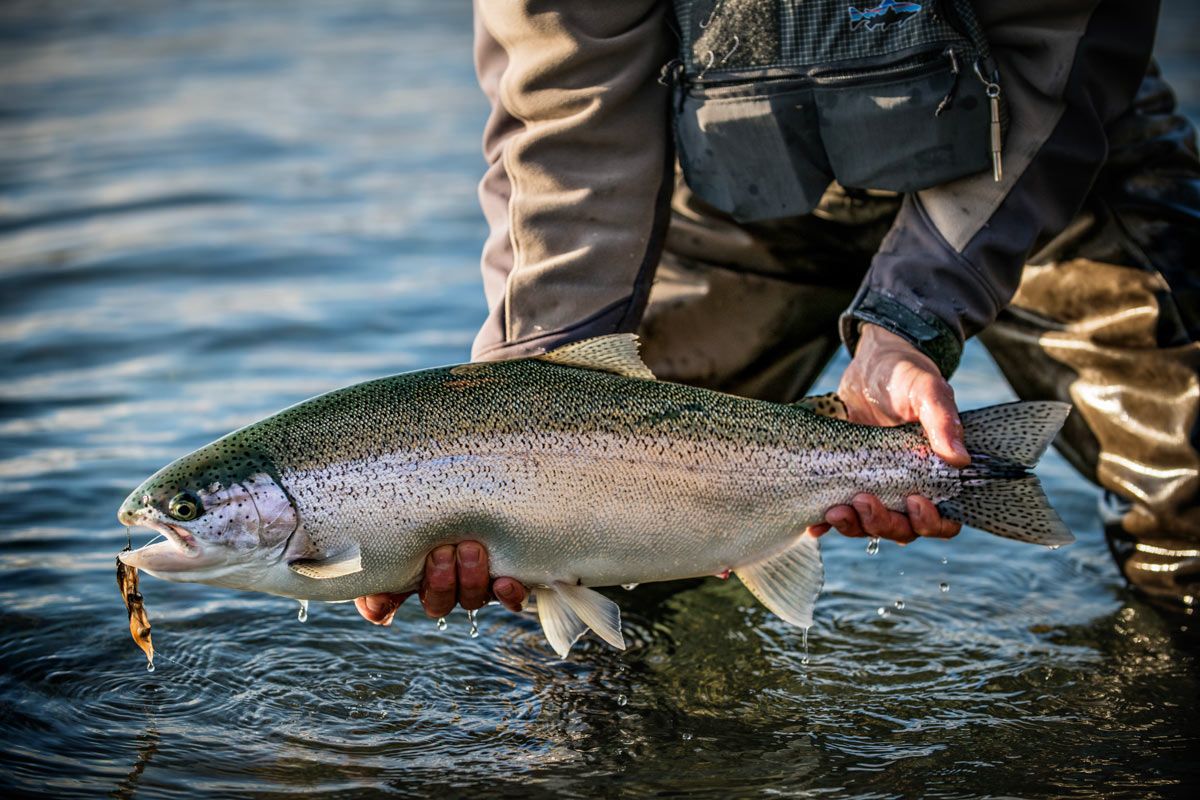 Football shaped Alaskan rainbow trout