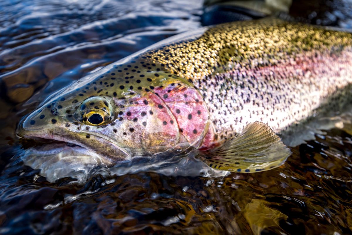Close up of Alaska rainbow trout face