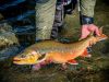 Alaska Char in spawning colors