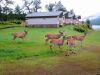 Sitka Deer on the lawn of Kodiak Brown Bear Center