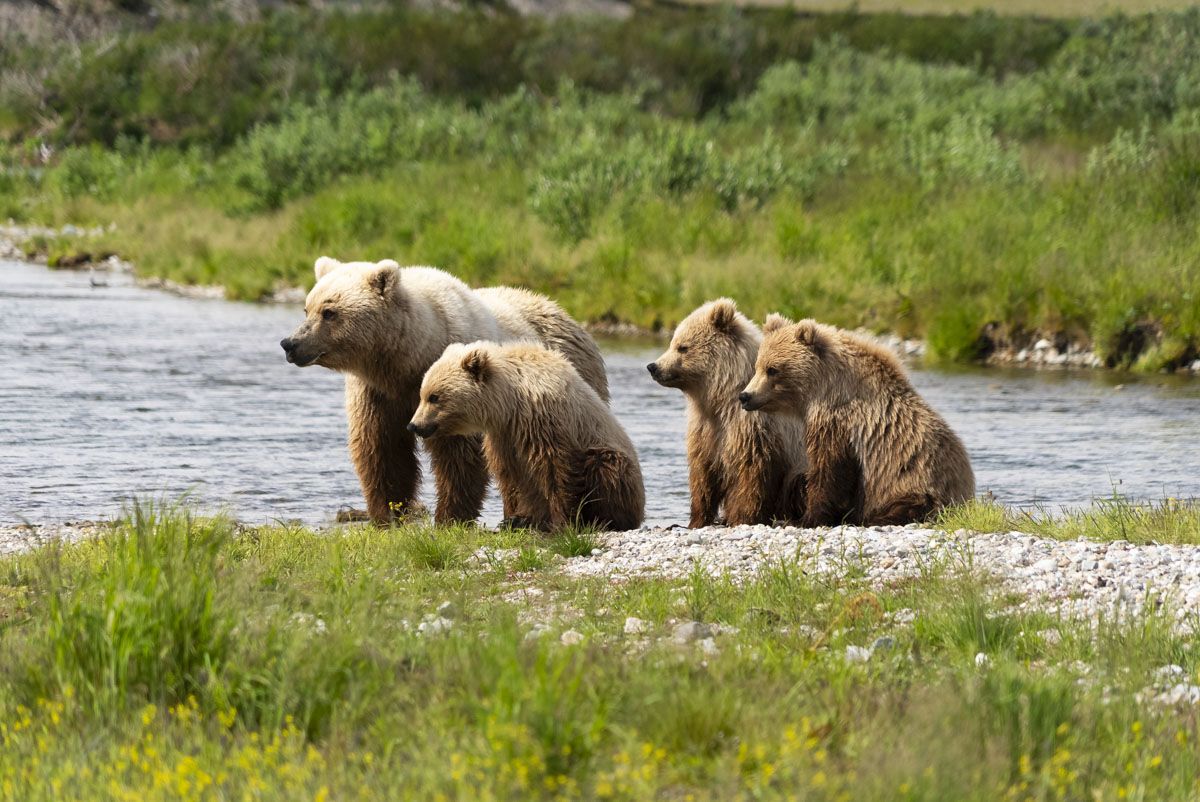 Bear Viewing Lodge Alaska National Park
