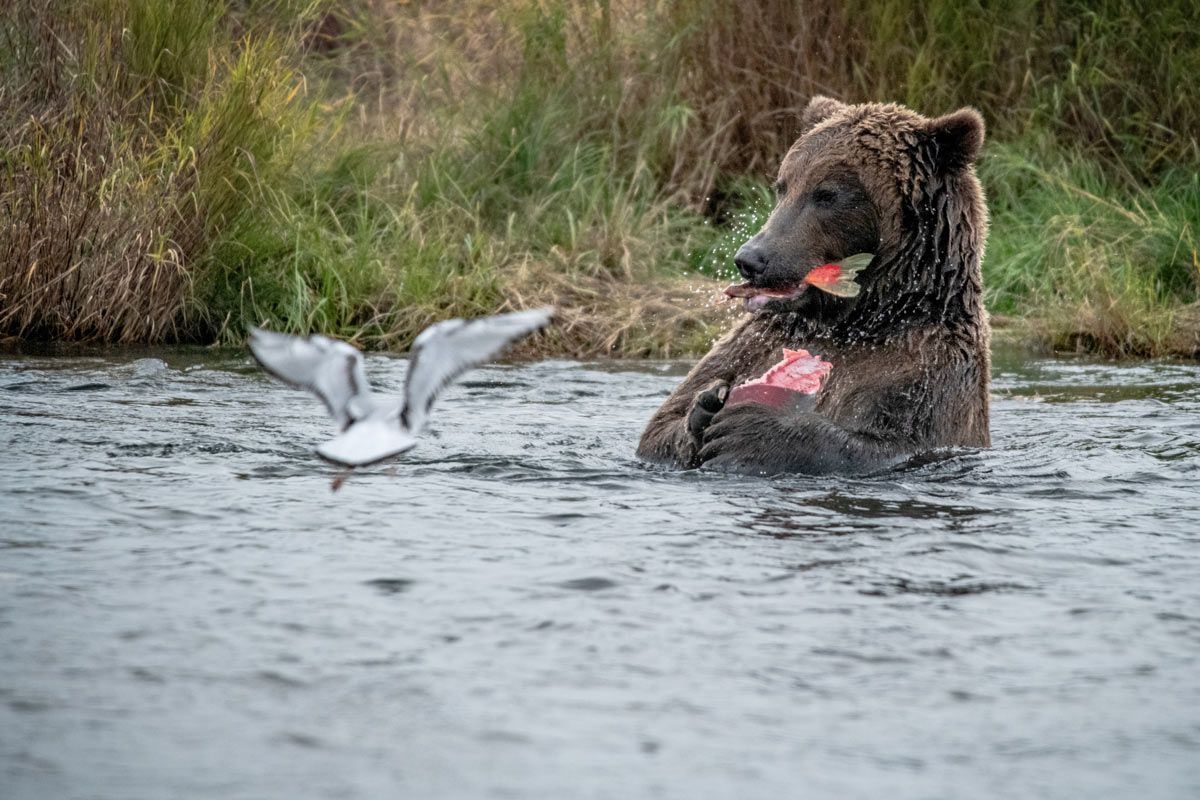 Alaska brown bear eating a sockeye salmon