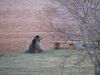 Big Kodiak Brown Bear by bench