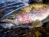 Close up of Alaska rainbow trout face
